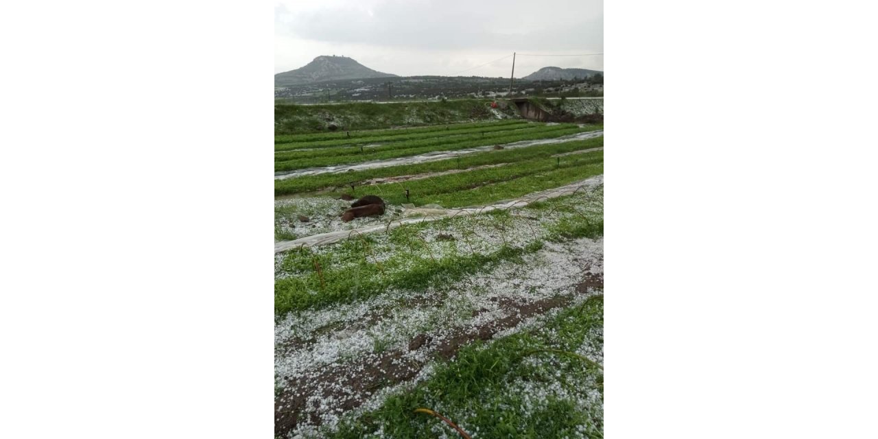 Selendi’de dolu yağışı ekili alanlara zarar verdi