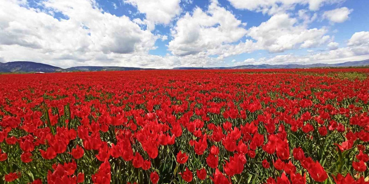 Muş Ovası’nı kırmızıya bürüyen lalelerden kartpostallık görüntüler
