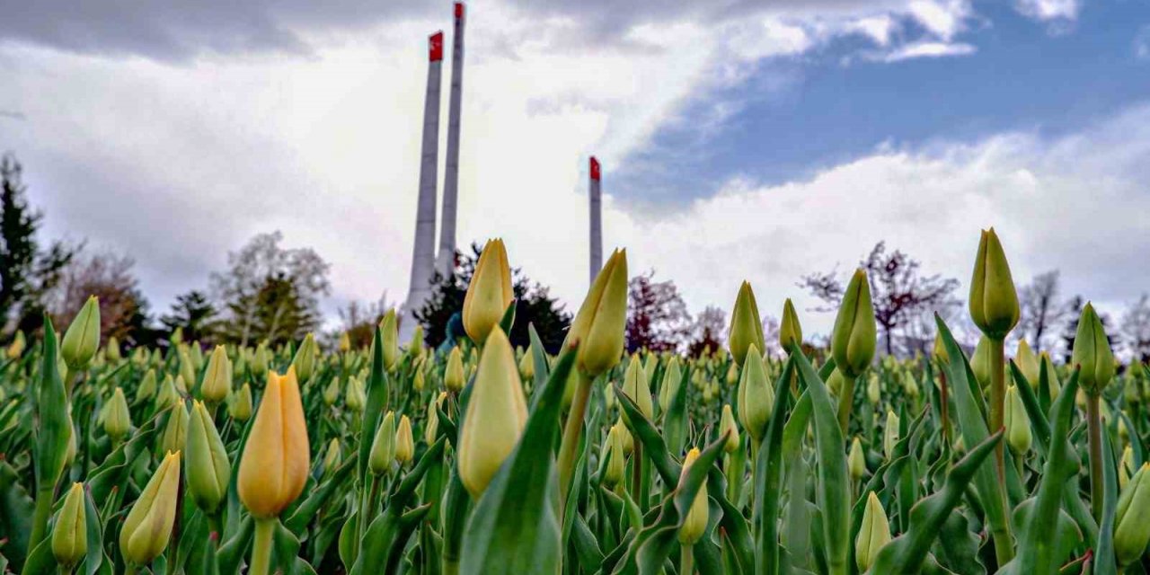 Şimdi Erzurum’da lale zamanı