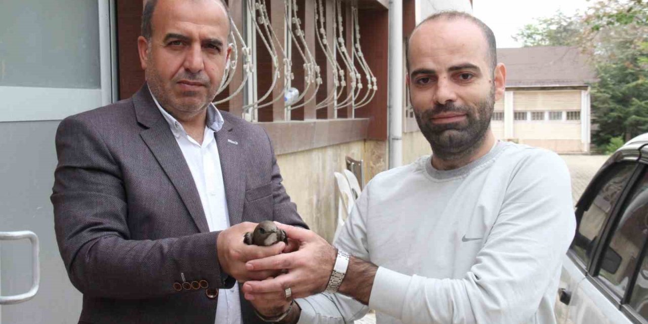 Elazığ’da vatandaşın bulduğu ebabil kuşu, koruma altına alındı