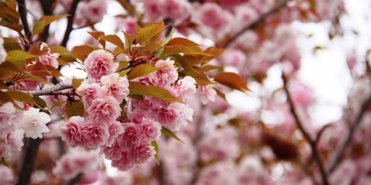 Güzel kokusuyla rengarenk çiçeği ile sakura ağacı