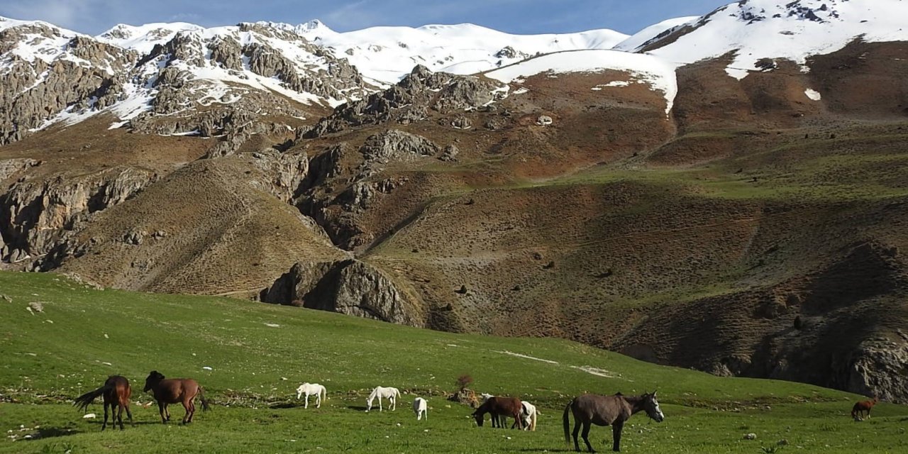 Munzur Dağlarındaki yılkı atları görüntülendi