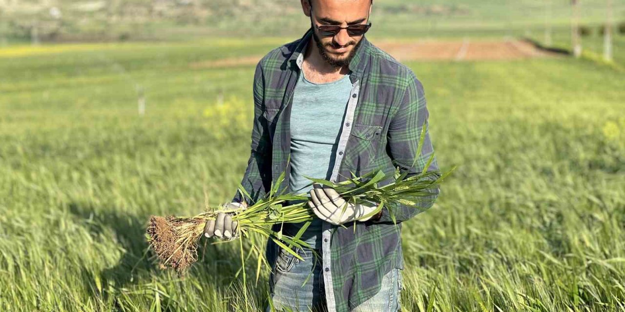 Mardin’de çiftçiler, yüksek rekolte bekliyor