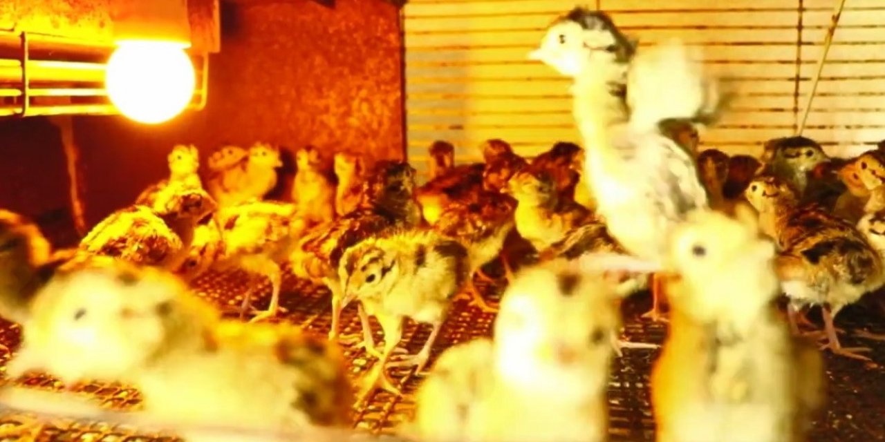 Yılın ilk sülünleri kabuğunu kırdı