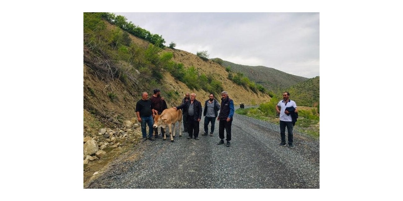 Köylüler uçuruma yuvarlanan ineği el birliğiyle kurtardı