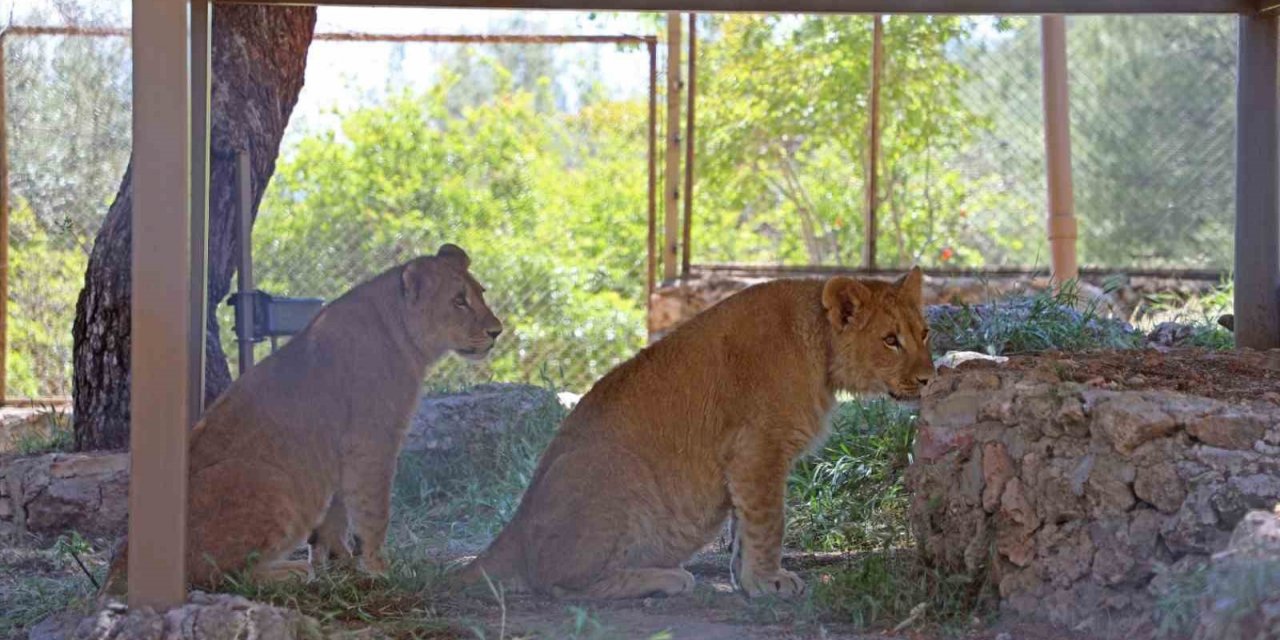 Antalya hayvanat bahçesinde dünyaya gelen 9 aylık iki yavru aslan ‘Zeus ile Hera’ aileye katıldı