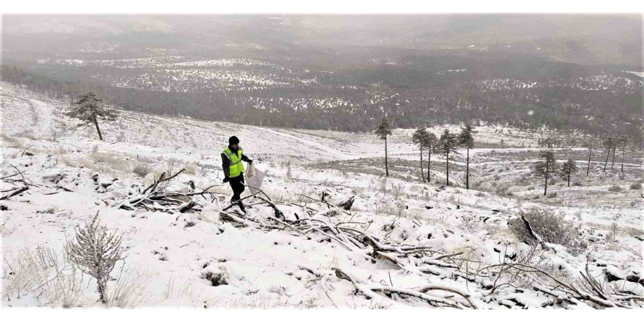 Domaniç’te 30 hektar sahaya ekilen tohumlar filizlenmeye başladı