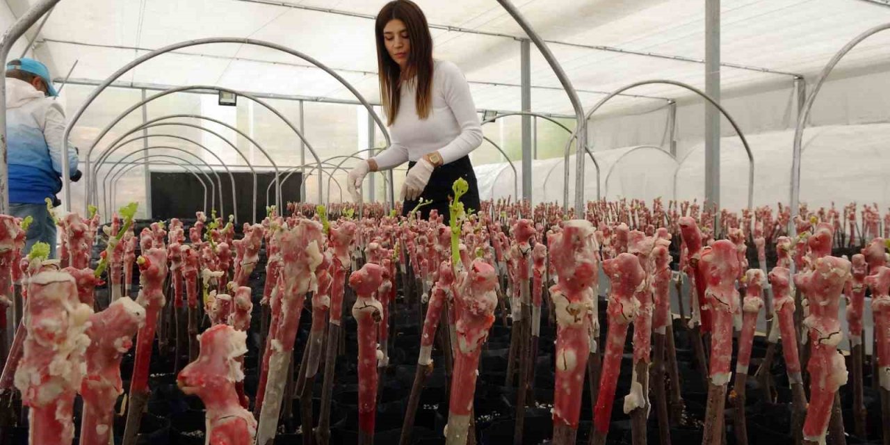 Yozgat’ta bağcılığın gelişmesi için bilimsel çalışmalar devam ediyor