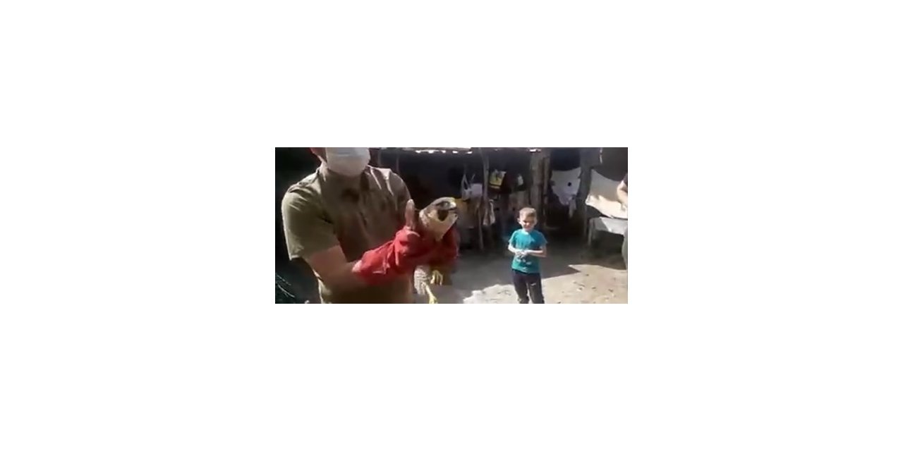 Dünyanın en hızlı kuşu yaralı bulundu