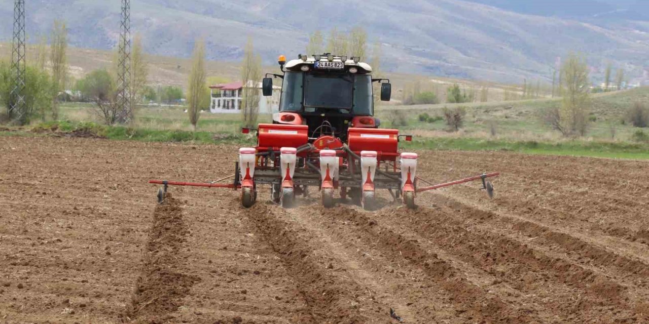 Çayırlı’da ayçiçeği ekimi başladı