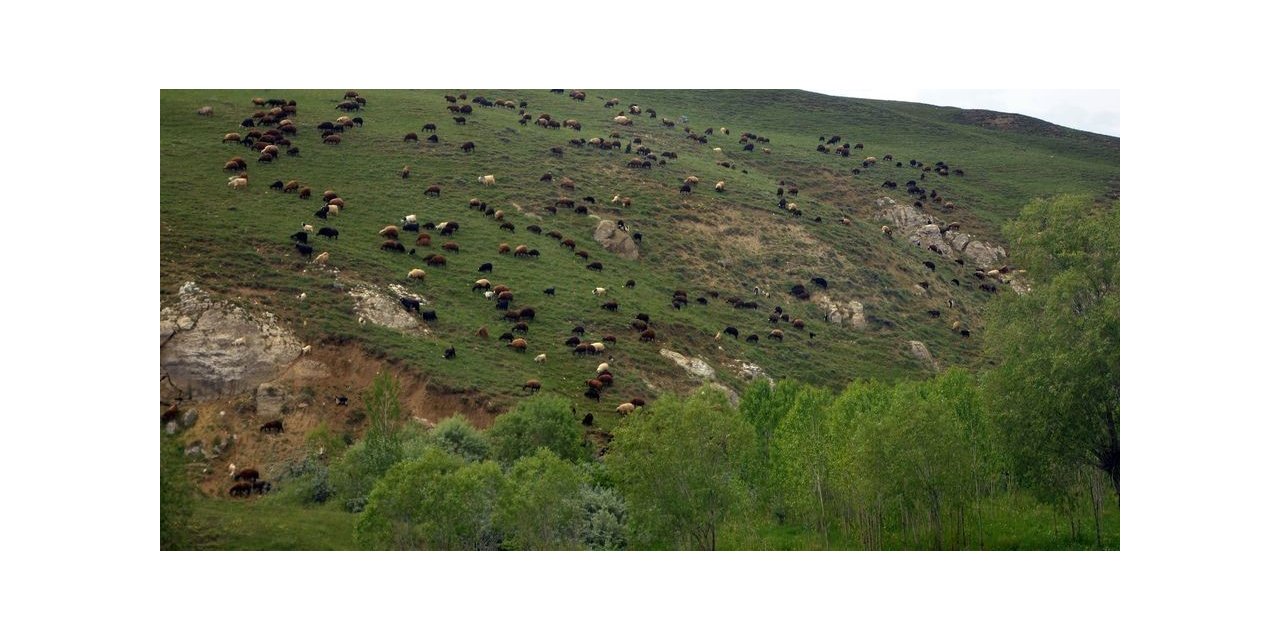 Türkiye’nin en büyük çayır ve mera alanları Erzurum’da