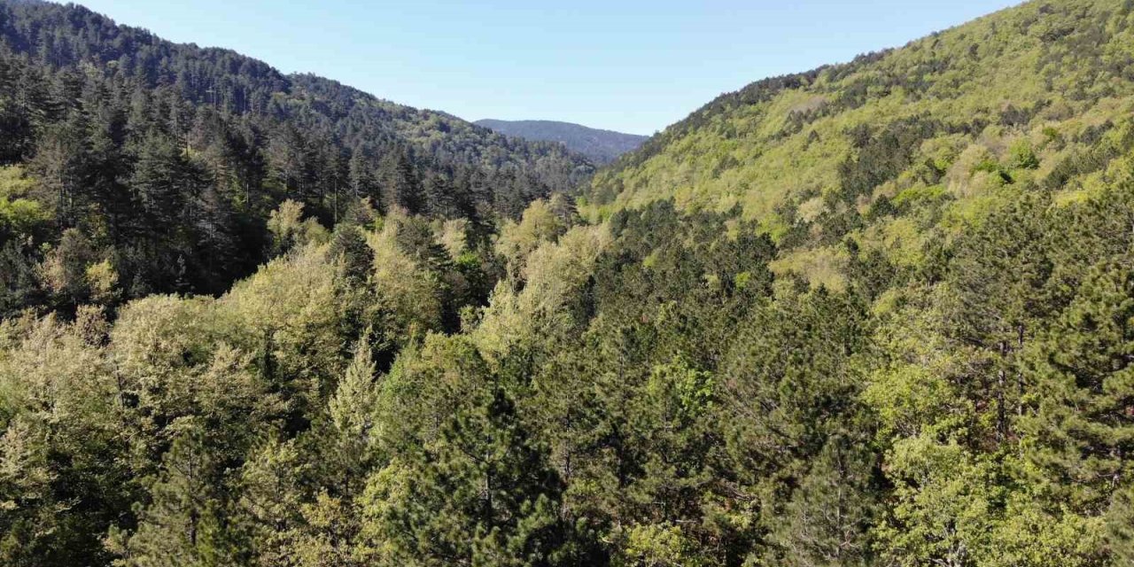 Kazdağları yeşilin binbir tonuna ev sahipliği yapıyor