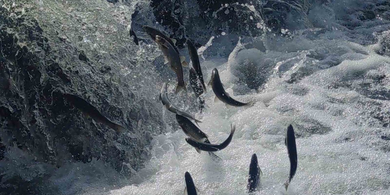 İnci kefalinin muhteşem yolculuğu başladı