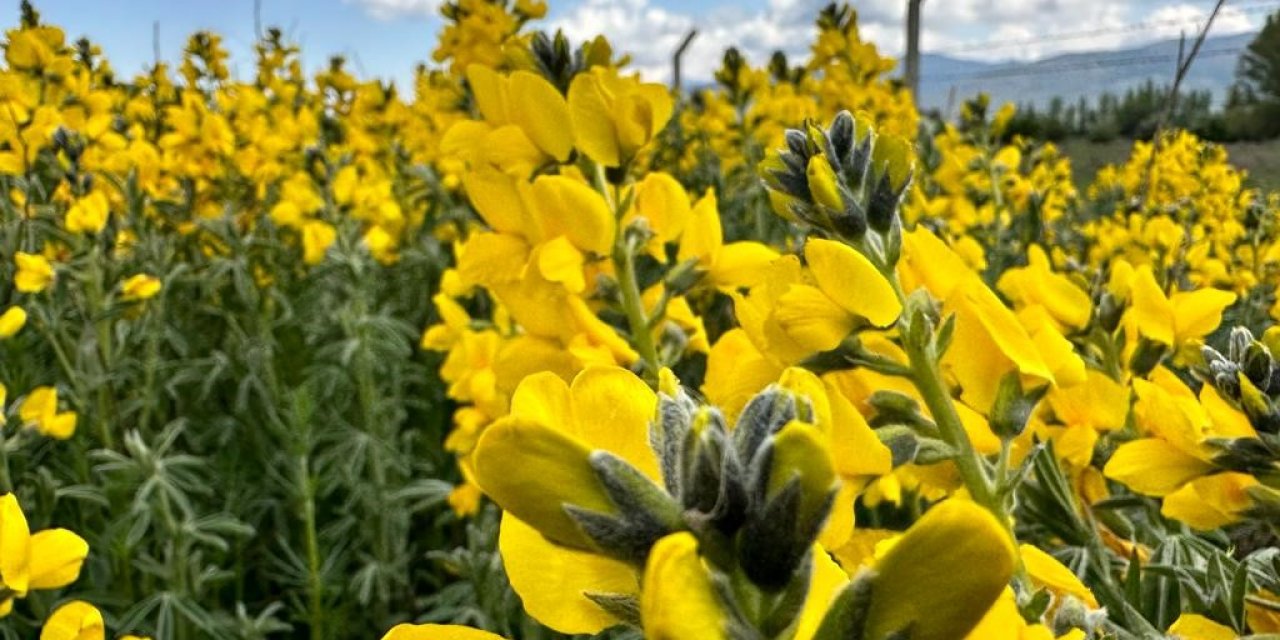 Dünyada bir tek bu bölgede yetişen çiçeği koparmanın cezası dudak uçuklatıyor