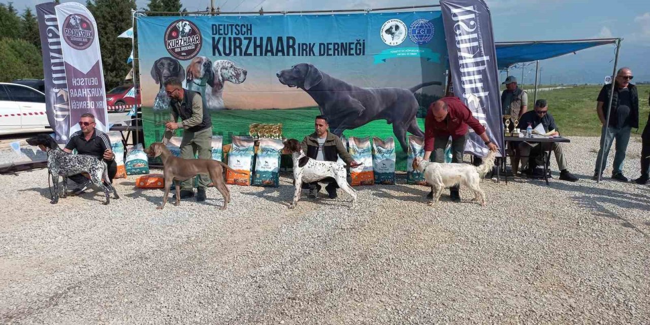 Fermalı av köpekleri Salihli’de yarıştı