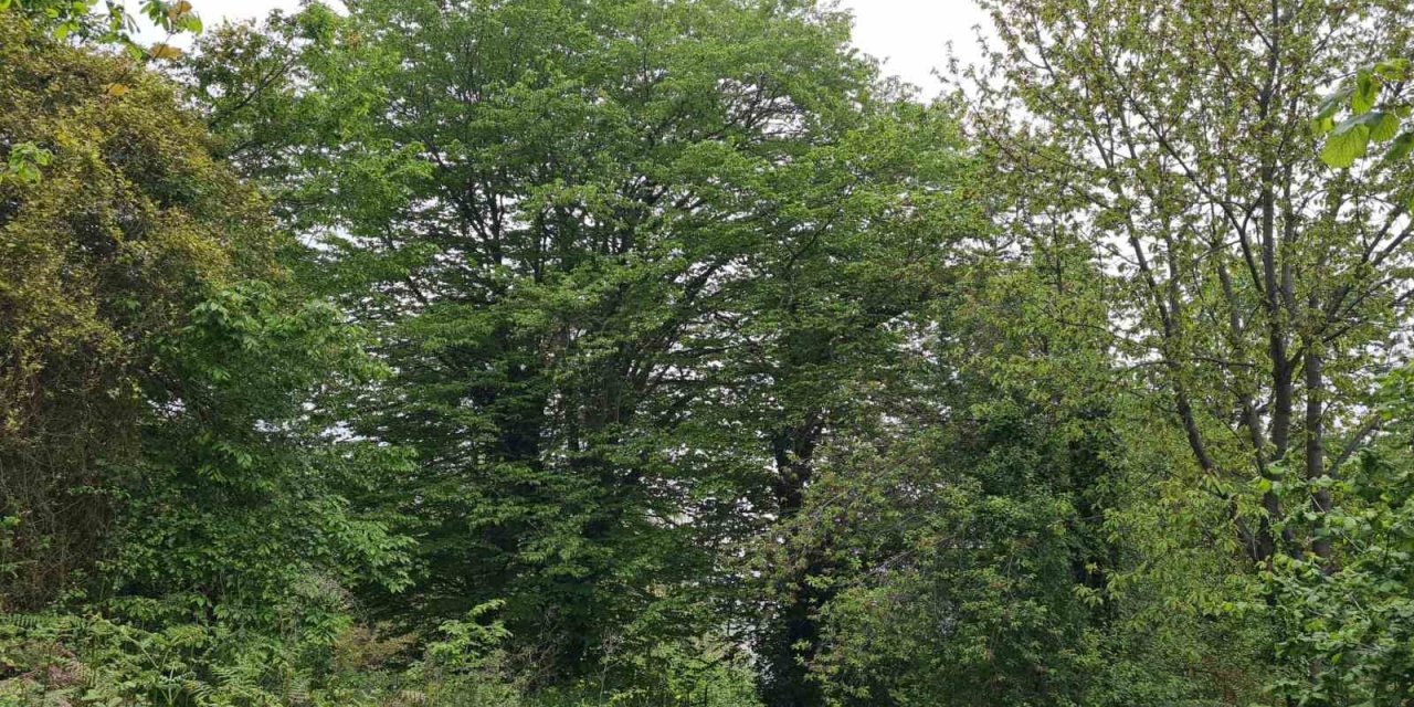 Çin’de çıkan ’Katil’ gal arısı Alaplı ormanlarında tespit edildi