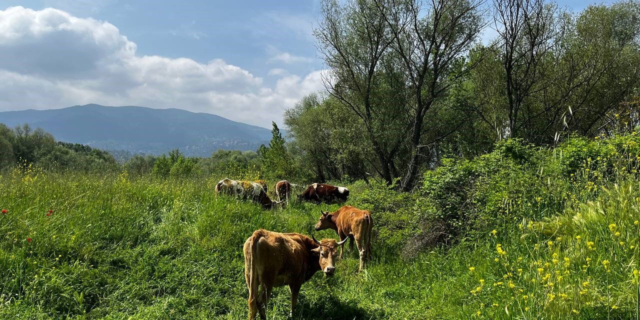 El değmemiş yaylalarda otlayan hayvanların kartpostallık manzarası