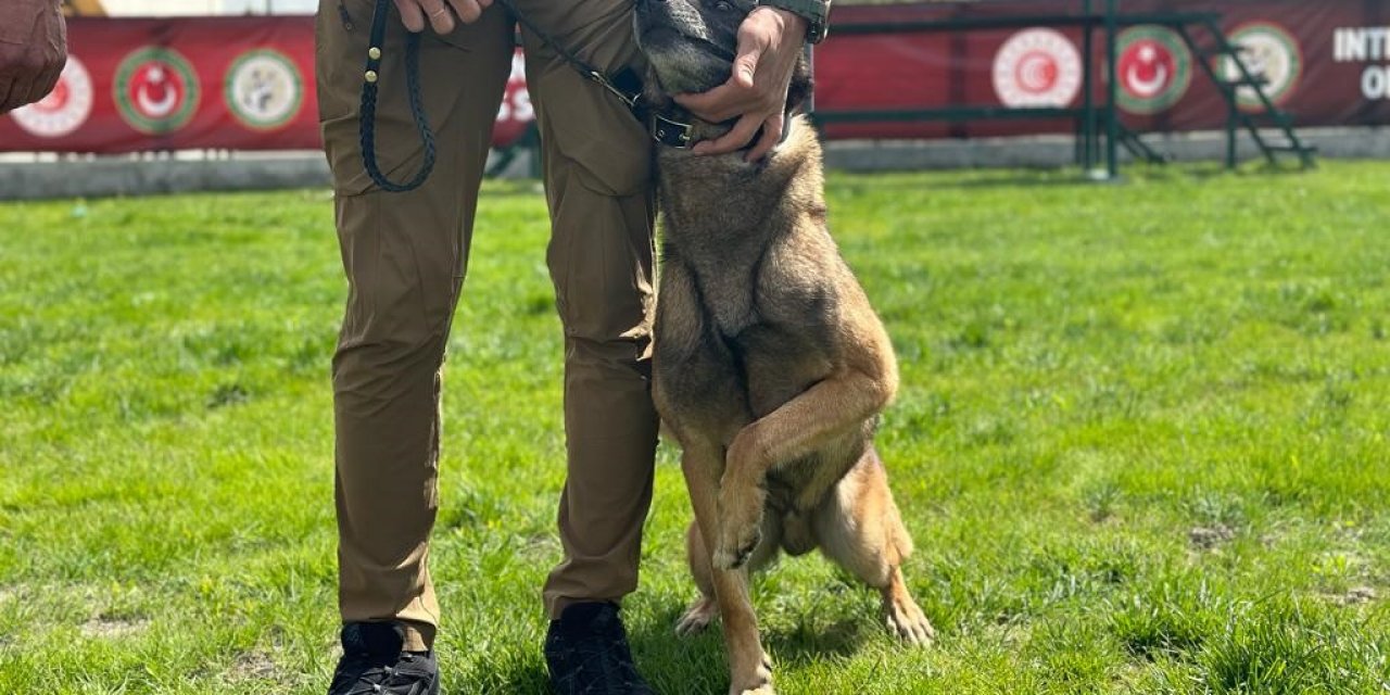 Hassas burunlar kıyasıya yarıştı