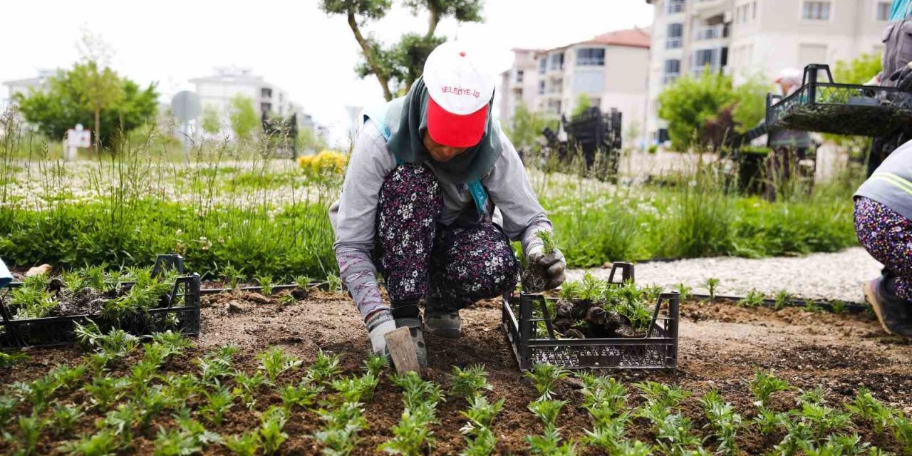 Mevsimlik çiçekler Merkezefendi’yi renklendirecek