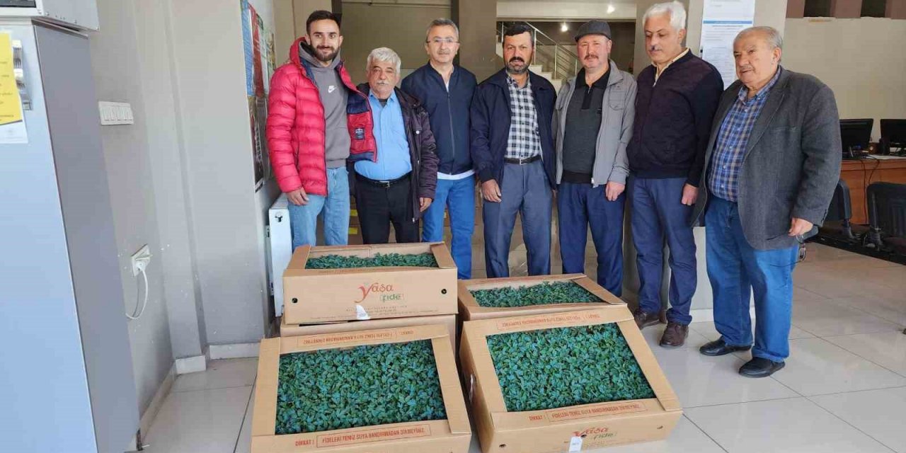 Tosya’da çiftçilere 35 bin adet domates fidesi dağıtıldı