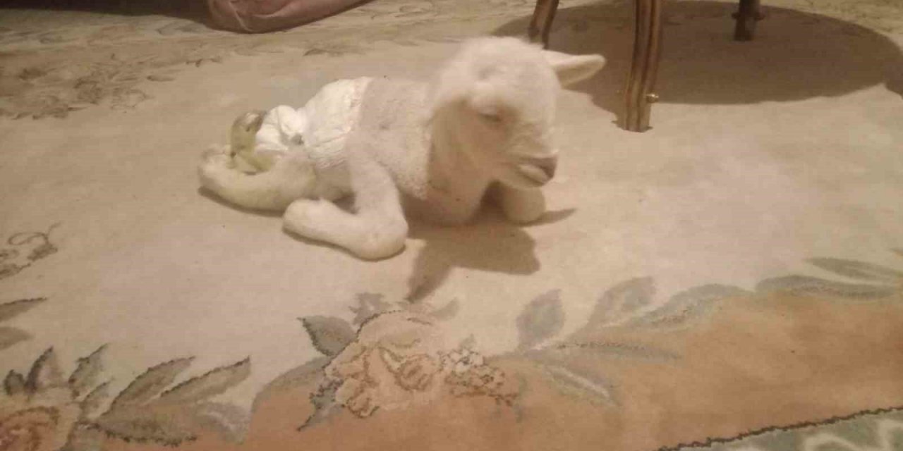 Ankara’da bacakları ters doğan kuzu görenleri şaşırttı