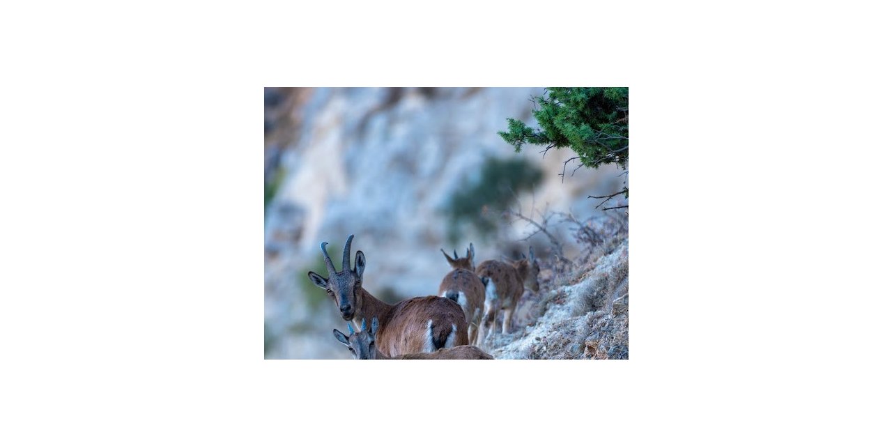Yaban keçileri Munzur dağlarına güzellik katıyor