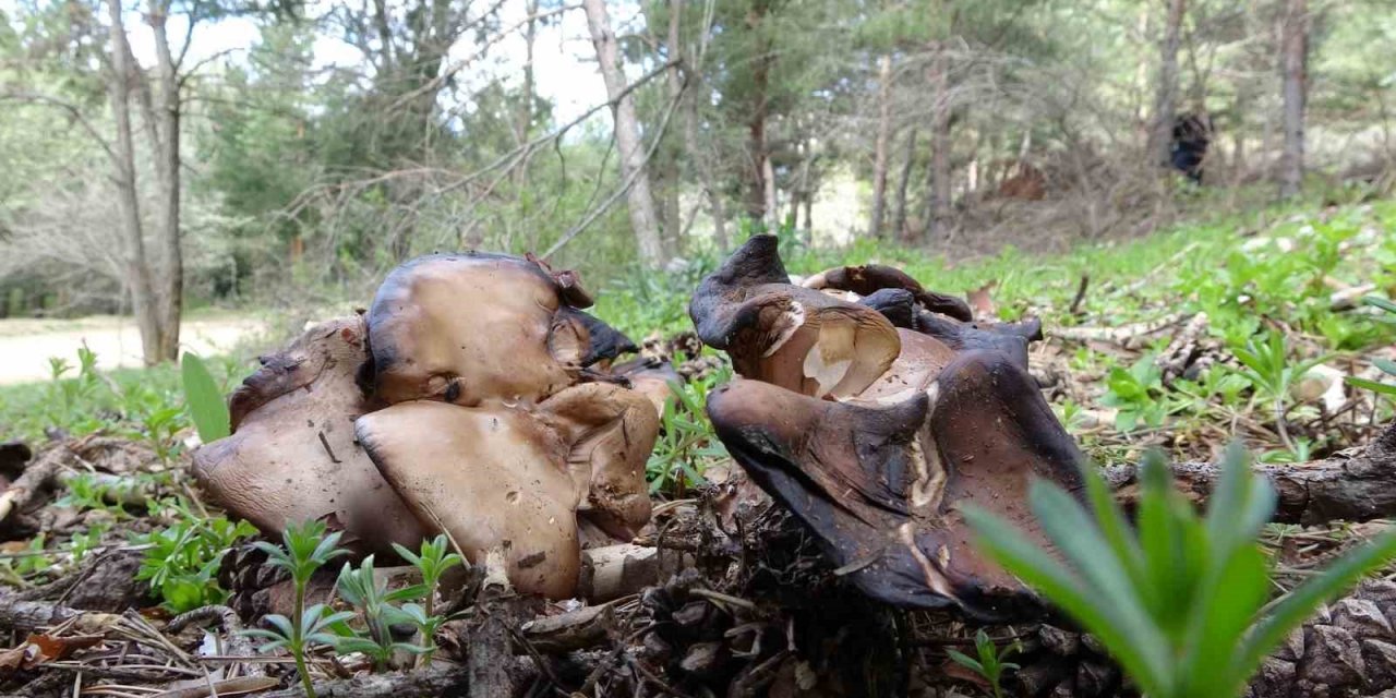 Doğadan toplanıp tüketilen mantar ölüme yol açabiliyor