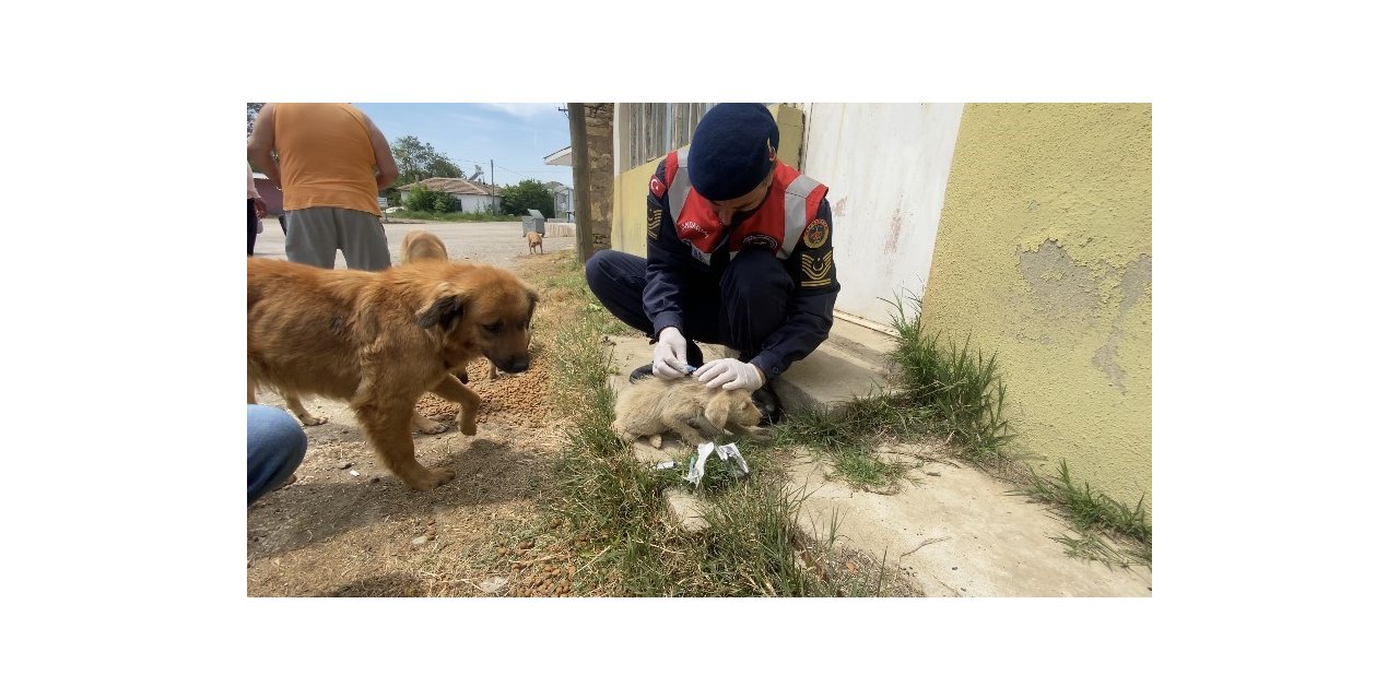 Jandarma’dan sokak hayvanlarına şefkat eli