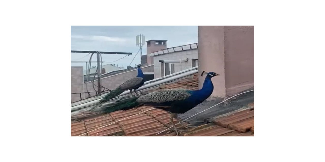 Tavus kuşları çatılarda geziyor, görenler şaşırıp kalıyor