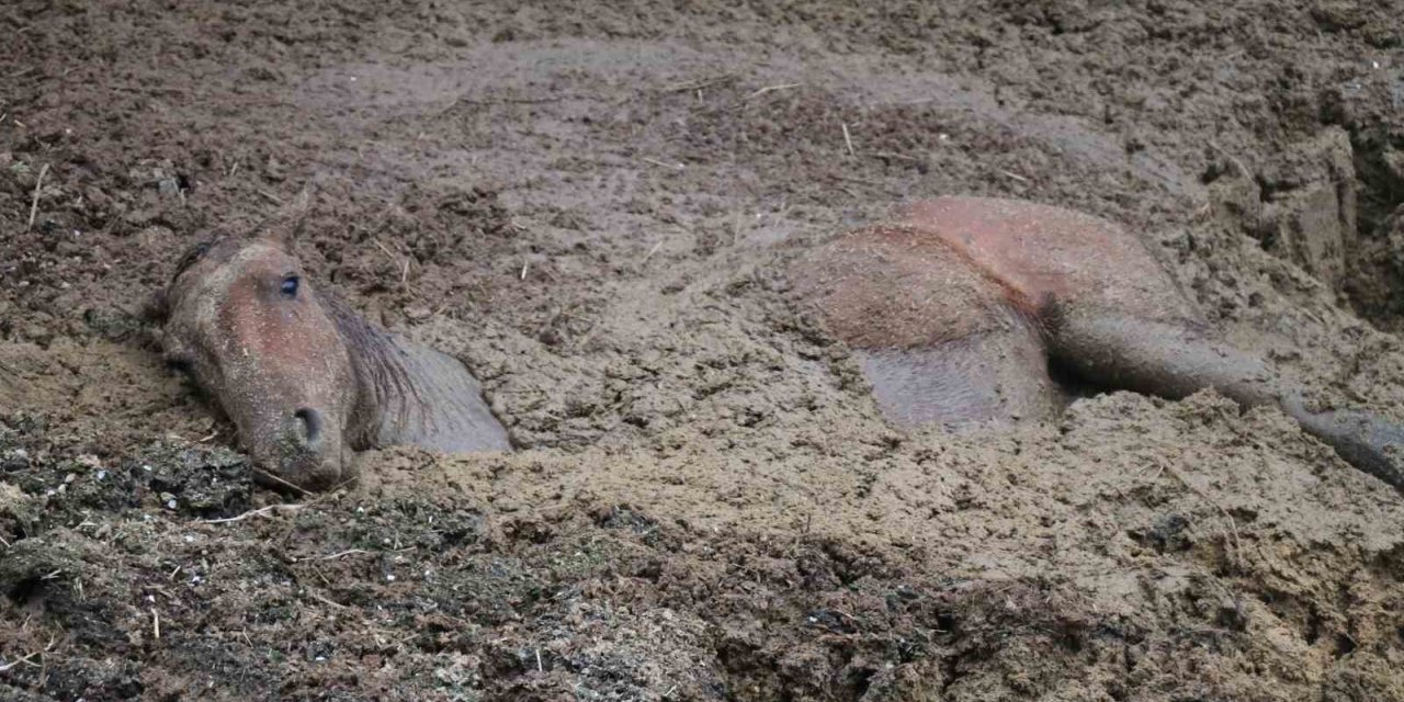 Gübreye batan yılkı atının zor anları