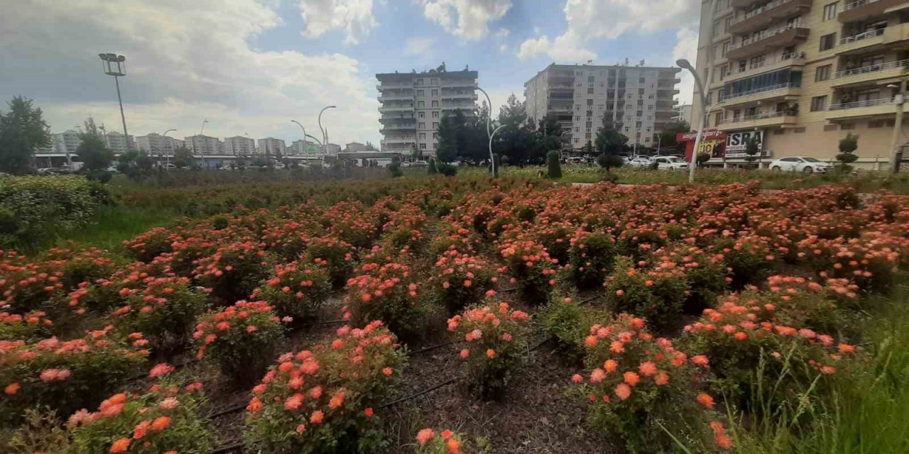 Bağlar Belediyesi’nin gül bahçesinde renk cümbüşü