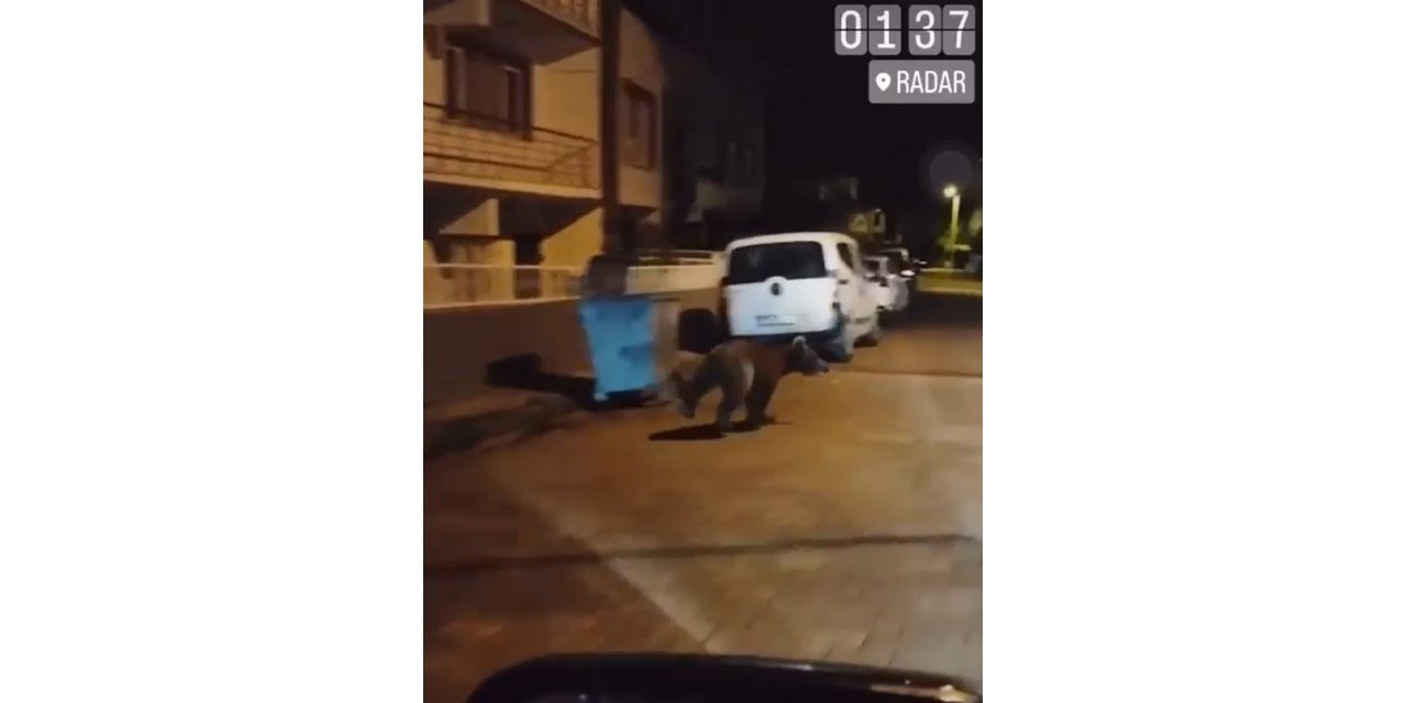 Yalova’da şehir merkezine ayı indi