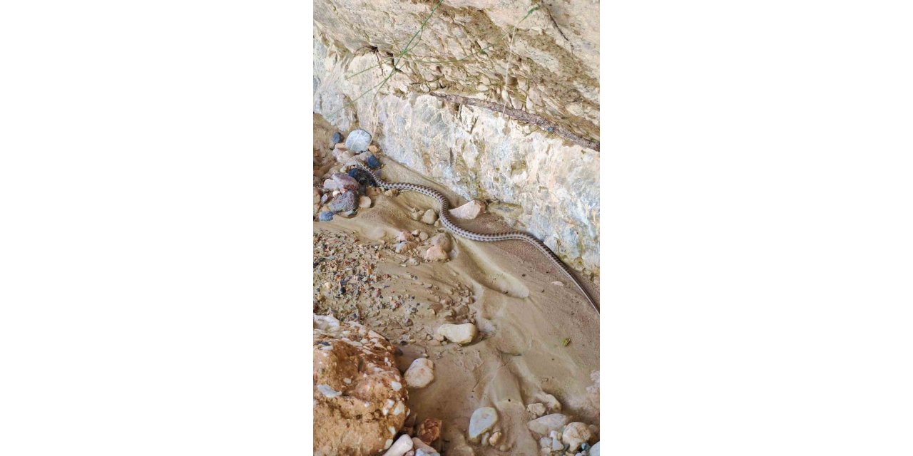 Elazığ’da 1,5 metre uzunluğunda yarı zehirli kocabaş yılanı görüntülendi