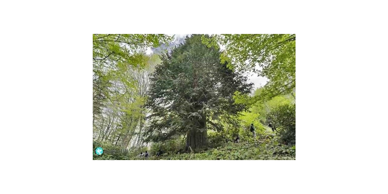 Dünyanın en yaşlı porsuk ağacı tehlike altında