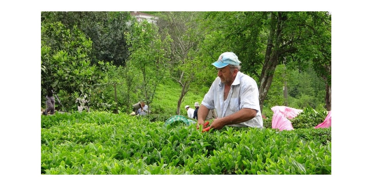 2023 yaş çay sezonu açıldı