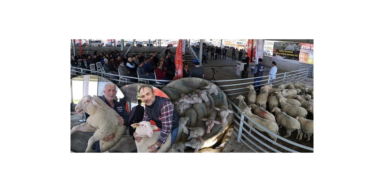 Damızlık koçlar sahiplerini buldu