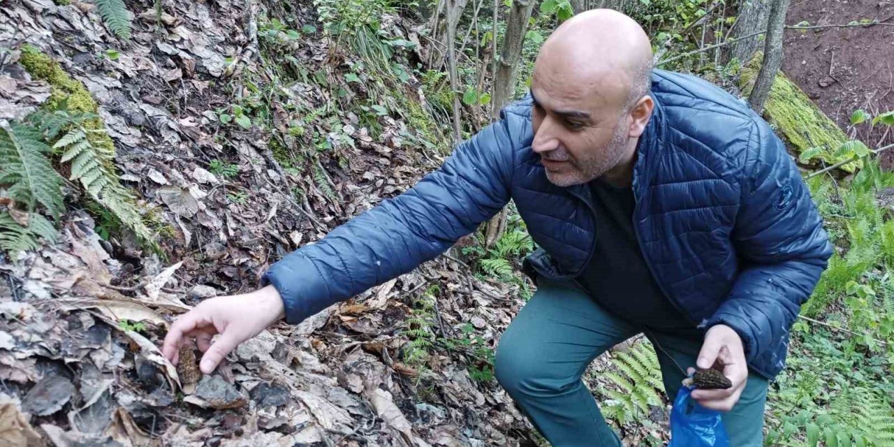 Kuzugöbeği mantarının fiyatı altınla yarışıyor