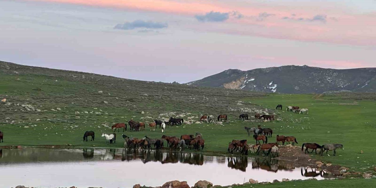 Göletlerden su içen yılkı atlarının görüntüsü amatör kameralara yansıdı