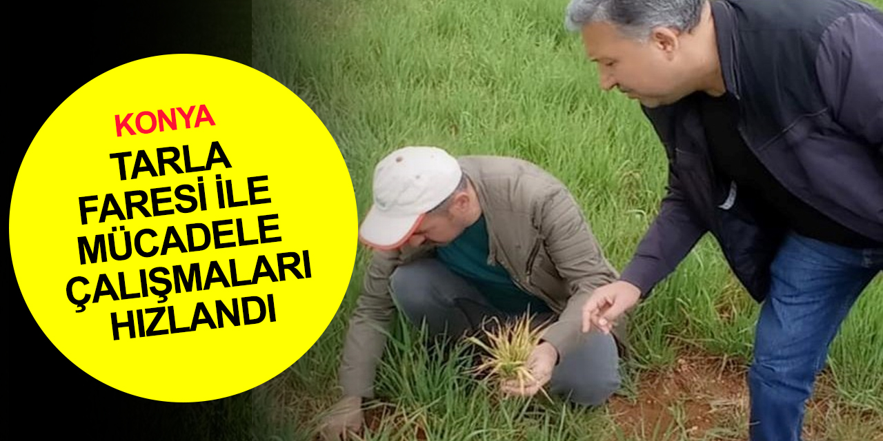 Konya'da hububat ekili alanlarda tarla faresi ile mücadele çalışmaları hızlandı
