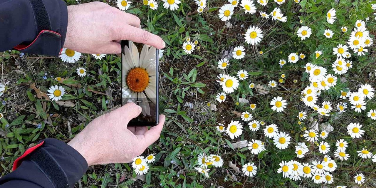 Papatyalar doğayı süsledi