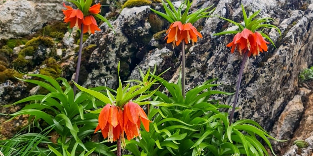 Kahramanmaraş’ta ters laleler kartpostallık görüntüler oluşturdu