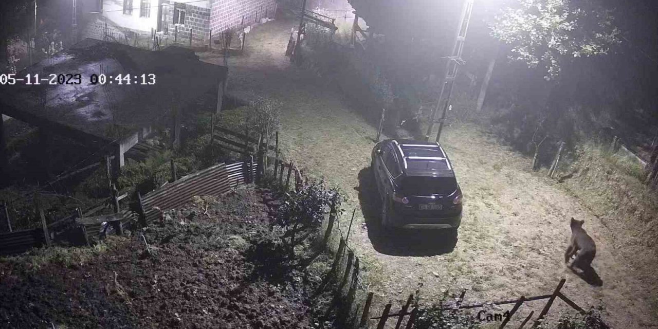 Yiyecek aramak için mahalleye inen ayı güvenlik kameralarına takıldı