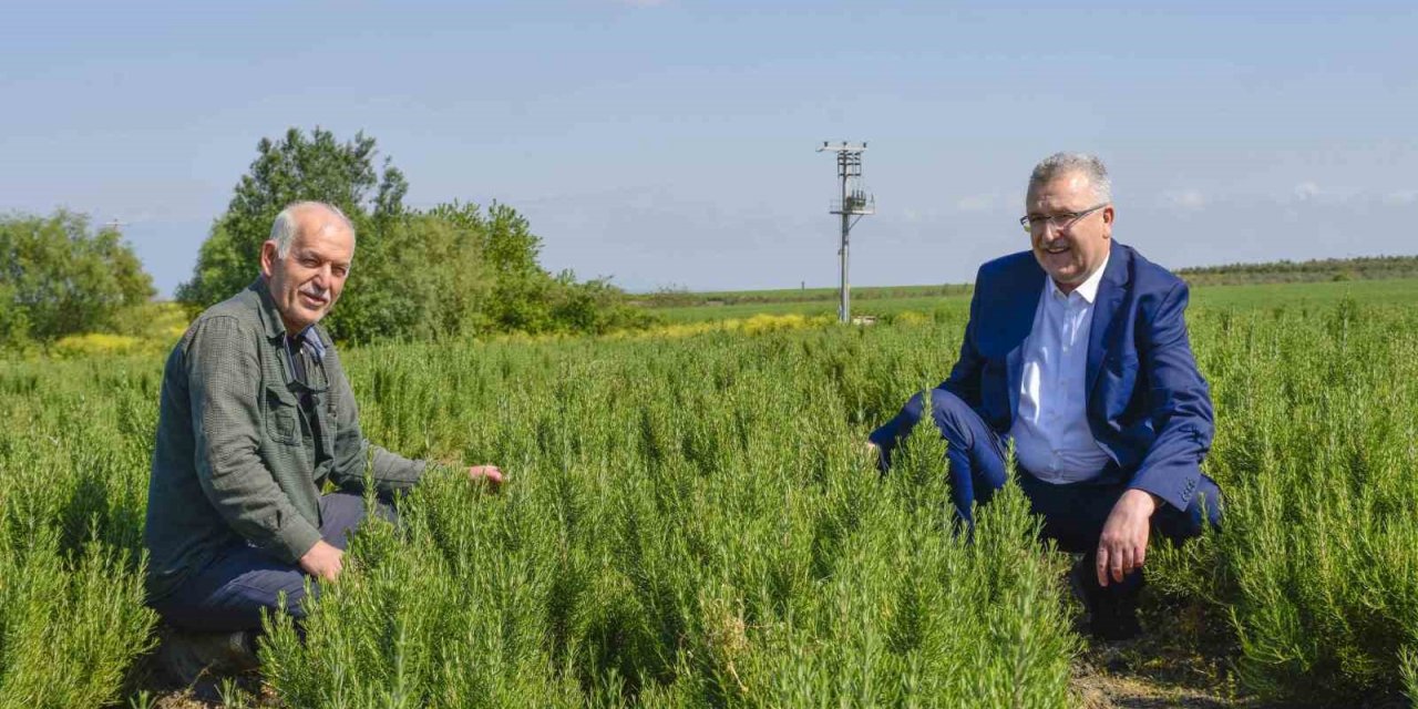 Karacabey, aromatik bitki alanında da dikkat çekiyor