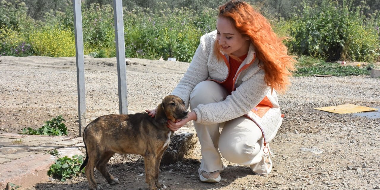 Sokaktaki canlar Edremit Belediyesi’ne emanet