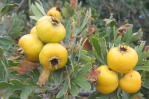 İşte kalbin en iyi ilacı olan meyve
