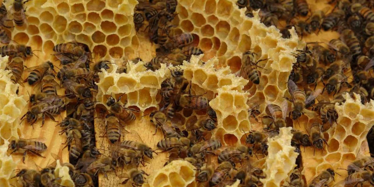 Akademik arılar, üretime başladı