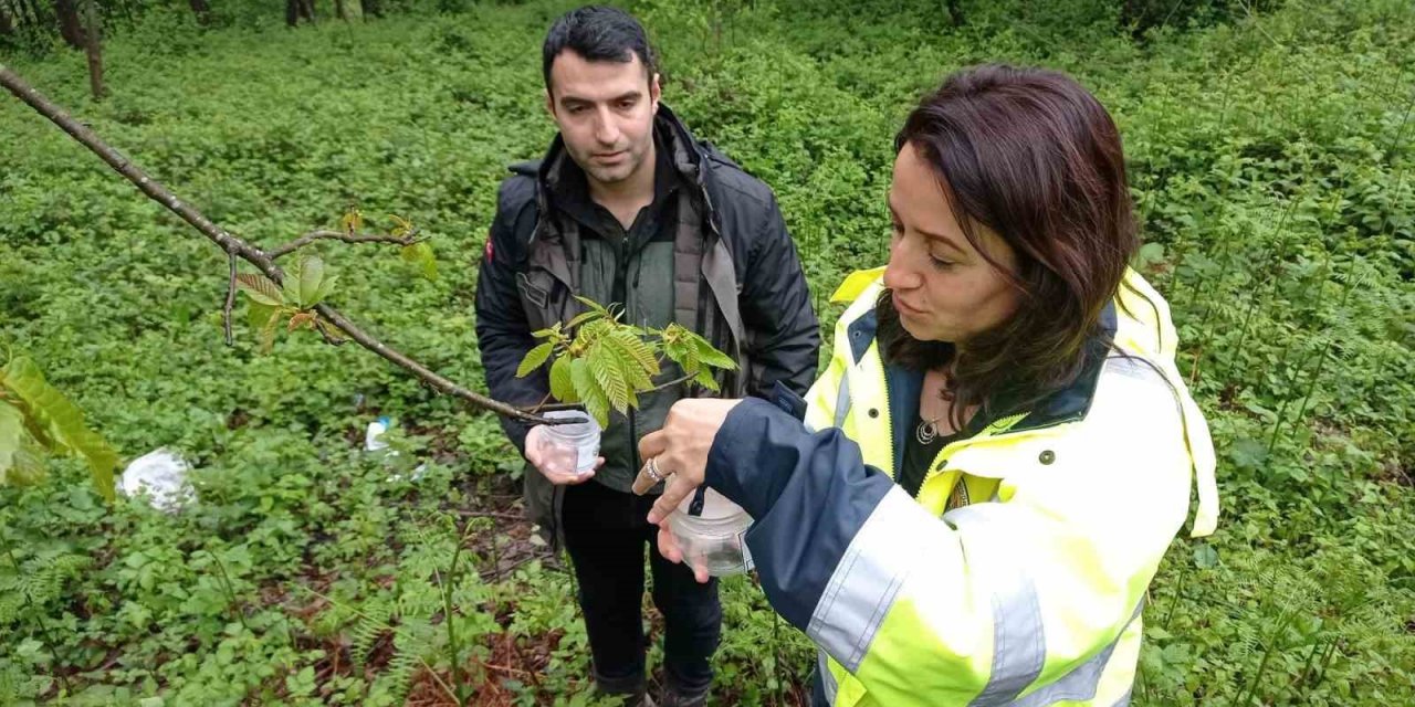 Türkeli ormanlarında mücadele alanları genişletiliyor