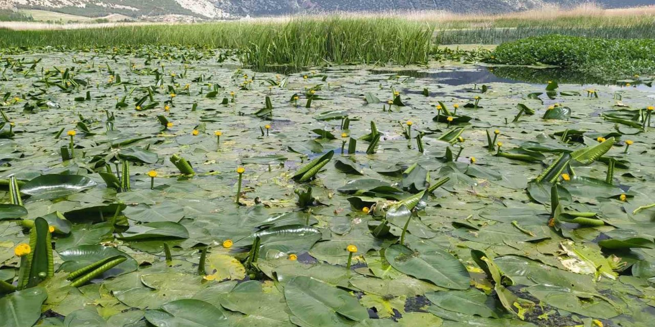 Işıklı Gölü’nde nilüfer şöleni başlıyor