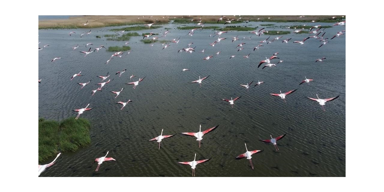 Flamingolar göç yolunda dron ile görüntülendi