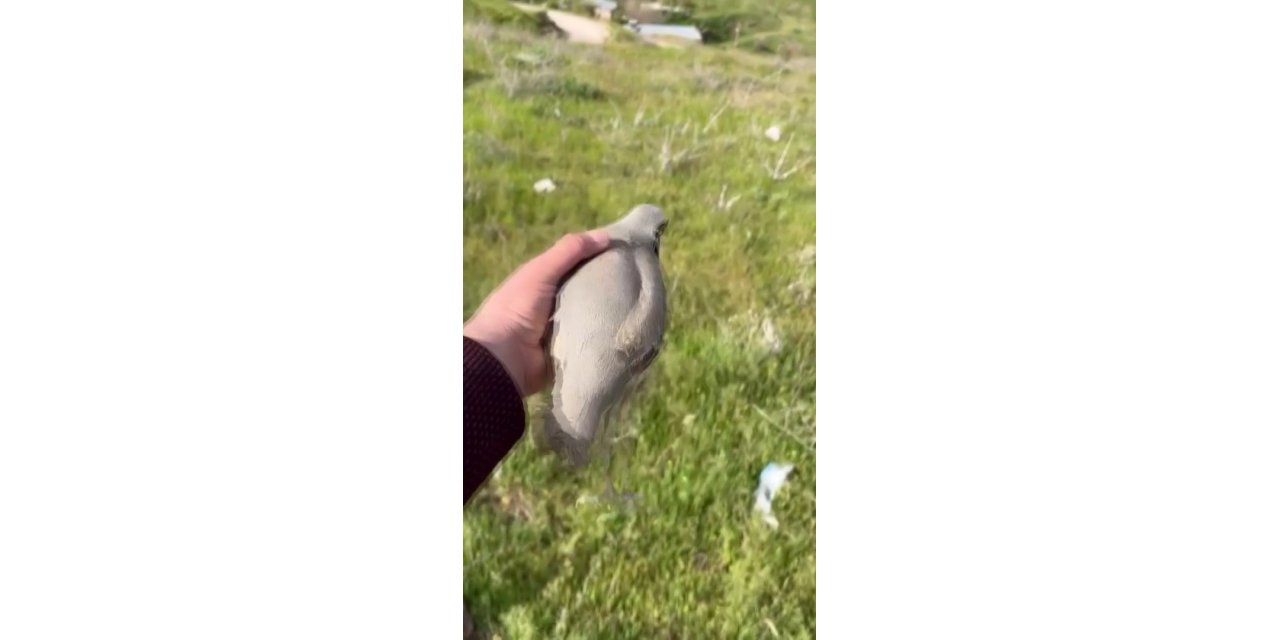 Yaralı bulduğu kekliğin tedavisini yaptıktan sonra doğaya saldı